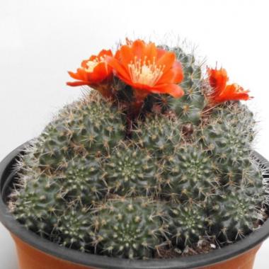 Rebutia nitida